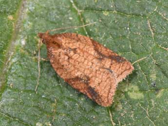 Acleris shepherdana Stph. adulte - �Philippe Mothiron