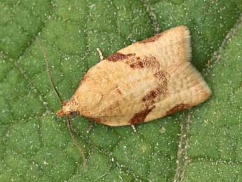 Clepsis siciliana Rag. adulte - �Lionel Taurand