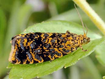 Celypha siderana Tr. adulte - �Friedmar Graf