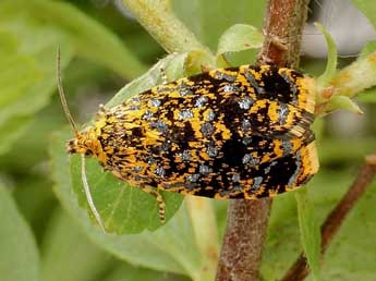 Celypha siderana Tr. adulte - �Friedmar Graf