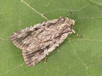 Dichagyris signifera D. & S. adulte - �Philippe Mothiron