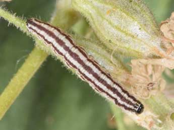  Chenille de Eupithecia silenicolata Mab. - �Philippe Mothiron