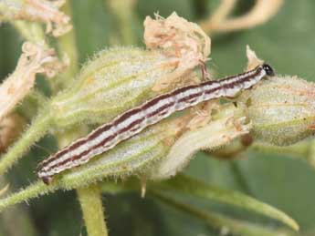  Chenille de Eupithecia silenicolata Mab. - �Philippe Mothiron