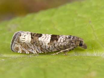 Epiblema similana D. & S. adulte - �Philippe Mothiron