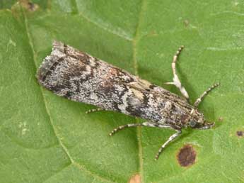 Dioryctria simplicella Hein. adulte - �Philippe Mothiron