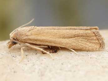 Bactra simpliciana Chr�t. adulte - �Friedmar Graf