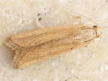 Bactra simpliciana Chr�t. adulte - �Friedmar Graf