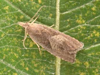 Dichrorampha simpliciana Hw. adulte - �Philippe Mothiron