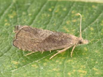 Dichrorampha simpliciana Hw. adulte - �Philippe Mothiron