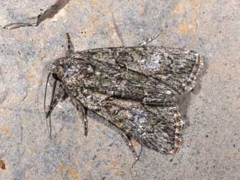 Cryphia simulatricula Gn. adulte - �Philippe Mothiron