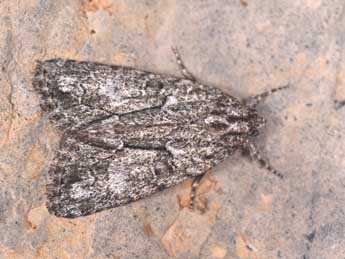 Cryphia simulatricula Gn. adulte - �Philippe Mothiron