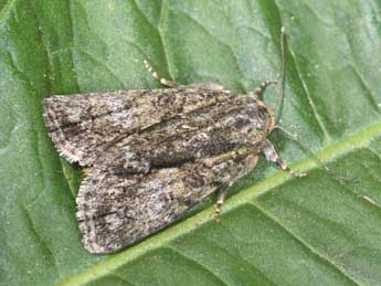 Cryphia simulatricula Gn. adulte - �Philippe Mothiron