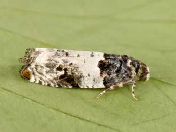 Gypsonoma sociana Hw. adulte - �Philippe Mothiron