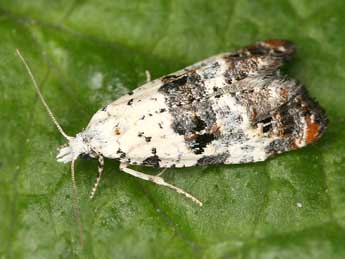 Phtheochroa sodaliana Hw. adulte - �Rudolf Bryner