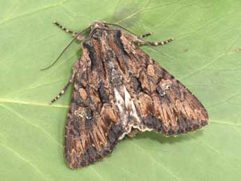 Mniotype solieri Bsdv. adulte - �Philippe Mothiron