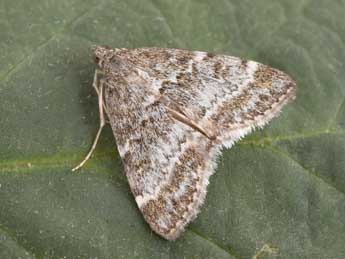 Evergestis sophialis F. adulte - �Philippe Mothiron