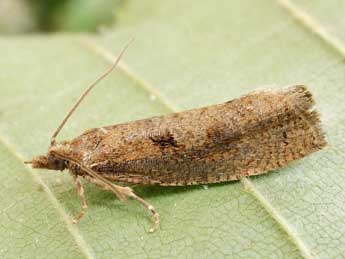 Epinotia sordidana Hb. adulte - �Friedmar Graf