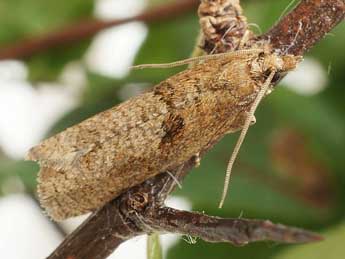 Epinotia sordidana Hb. adulte - �Friedmar Graf