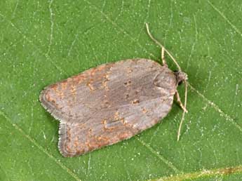 Acleris sparsana D. & S. adulte - �Philippe Mothiron