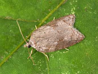 Acleris sparsana D. & S. adulte - �Philippe Mothiron
