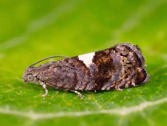 Pammene spiniana Dup. adulte - �Lionel Taurand