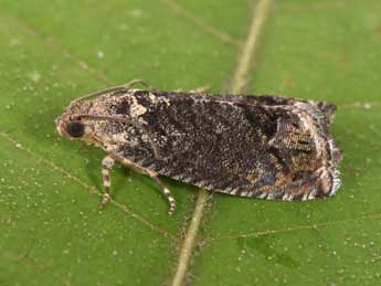 Cydia splendana Hb. adulte - �Philippe Mothiron