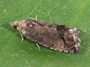 Cydia splendana Hb. adulte - �Philippe Mothiron