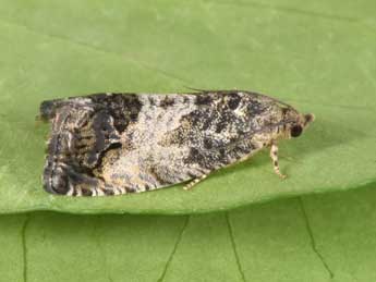 Cydia splendana Hb. adulte - �Philippe Mothiron