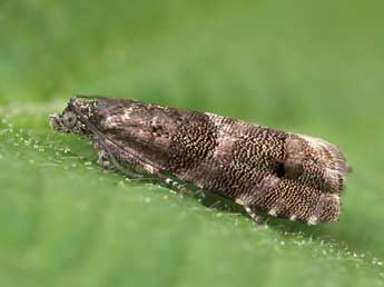 Pammene splendidulana Gn. adulte - �Patrick Clement