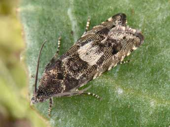 Pammene splendidulana Gn. adulte - �Philippe Mothiron