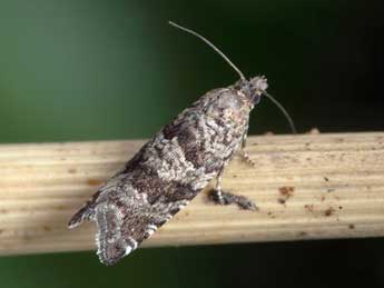 Rhopobota stagnana D. & S. adulte - �Patrick Clement