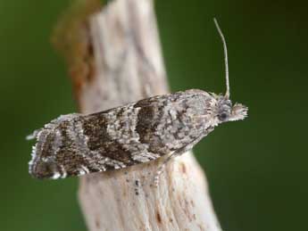 Rhopobota stagnana D. & S. adulte - �Patrick Clement