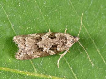 Cnephasia stephensiana Dbld. adulte - �Philippe Mothiron