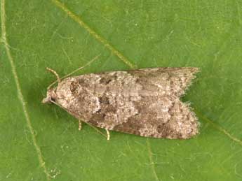 Cnephasia stephensiana Dbld. adulte - �Philippe Mothiron