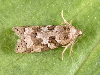 Cnephasia stephensiana Dbld. adulte - �Philippe Mothiron