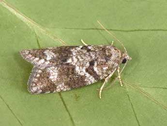 Cnephasia stephensiana Dbld. adulte - �Philippe Mothiron