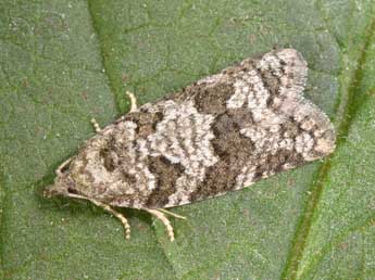 Cnephasia stephensiana Dbld. adulte - �Philippe Mothiron