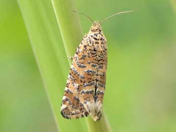 Olethreutes stibiana Gn. adulte - �Jean-Pierre Lamoline