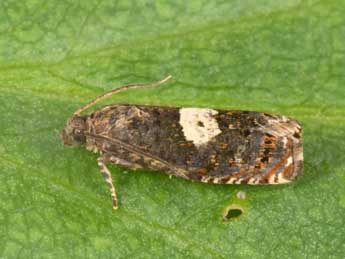 Epiblema sticticana F. adulte - �Philippe Mothiron