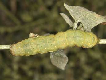  Chenille de Anarta stigmosa Christoph - �Wolfgang Wagner, www.pyrgus.de