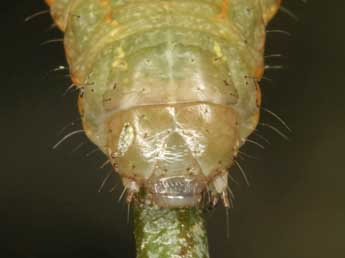  Chenille de Anarta stigmosa Christoph - �Wolfgang Wagner, www.pyrgus.de