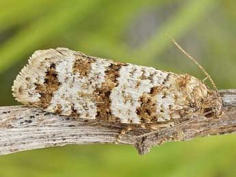 Isotrias stramentana Gn. adulte - �Friedmar Graf