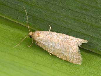 Isotrias stramentana Gn. adulte - �Philippe Mothiron