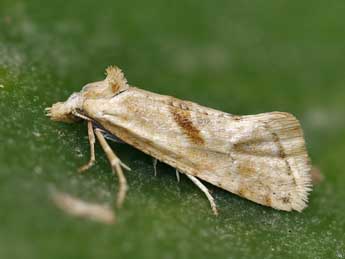 Cochylimorpha straminea Hw. adulte - �Lionel Taurand