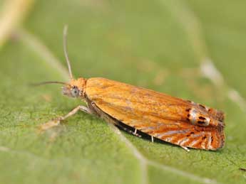 Lathronympha strigana F. adulte - �Lionel Taurand