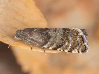 Cydia strobilella L. adulte - �J�rg Schmid