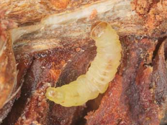  Chenille de Cydia strobilella L. - �J�rg Schmid