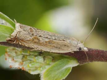 Ancylis subarcuana Doug. adulte - �Friedmar Graf