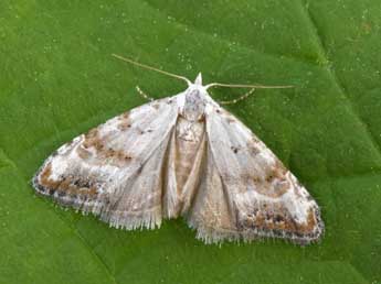 Nola subchlamydula Stgr adulte - �Philippe Mothiron