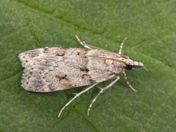 Scoparia subfusca Hw. adulte - �Philippe Mothiron